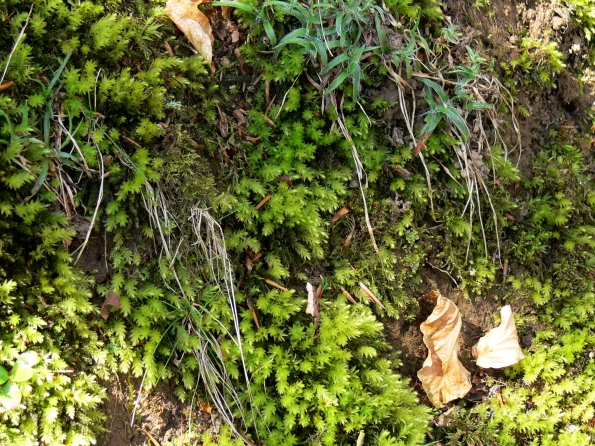 Bois des Moutiers (45) avril 2012